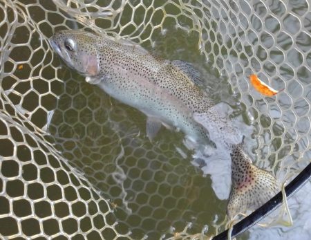 大安トラウトレイク 釣果